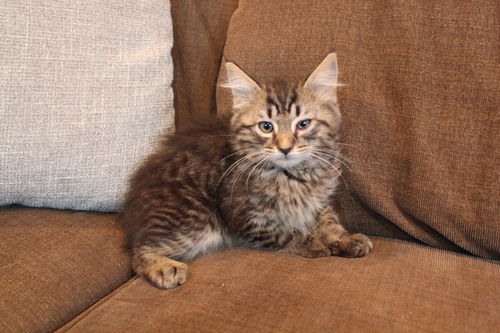 Seymour