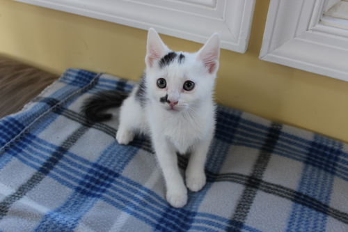 Domino