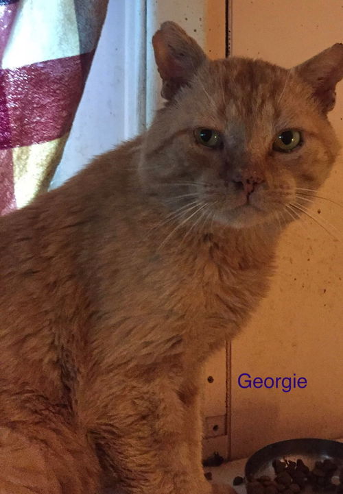 Georgie