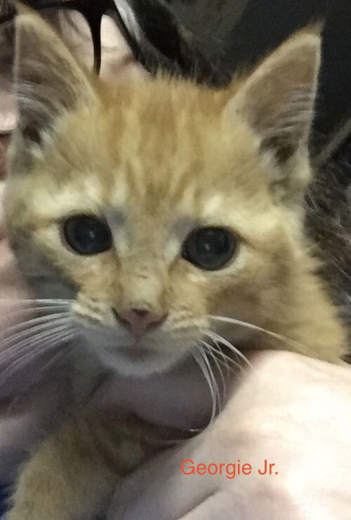 Georgie Jr
