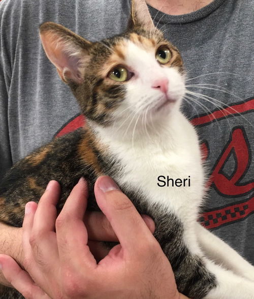 Sheri