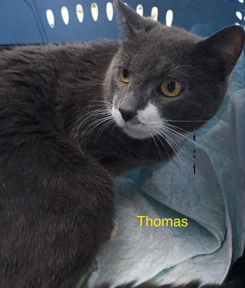 Thomas