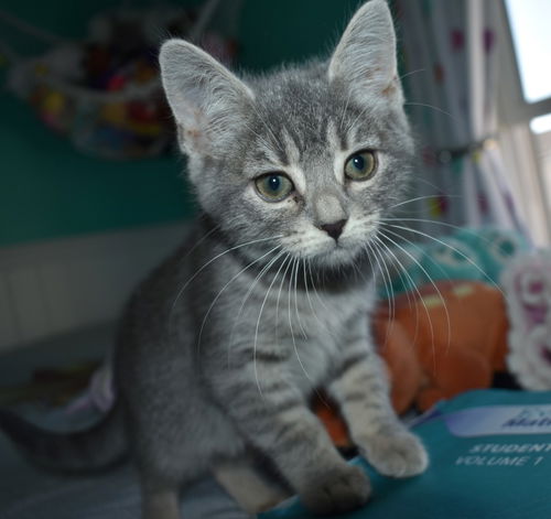 Lulu