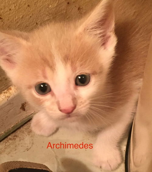 Archimedes
