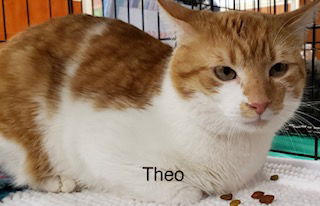 Theo