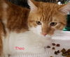 Theo