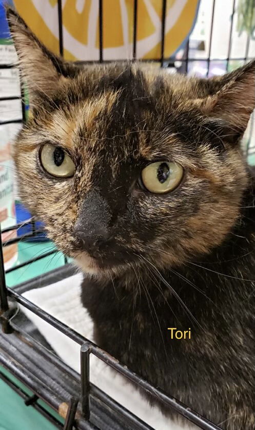 Tori