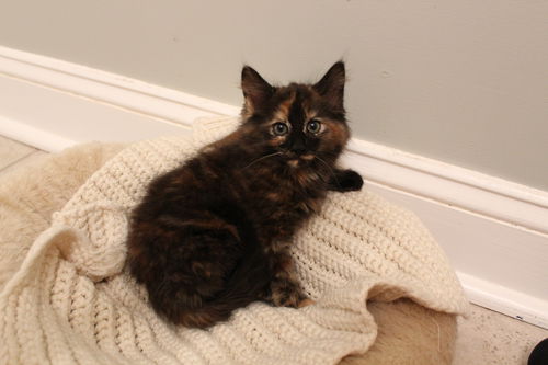 Athena