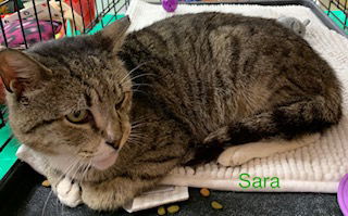 Sara