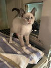 Skippyjon Jones
