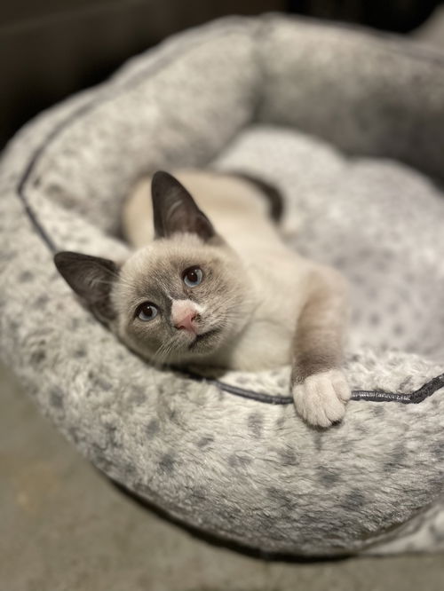 Skippyjon Jones