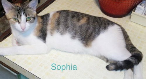 Sophia