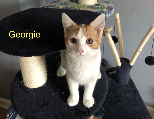 Georgie