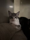 Athena