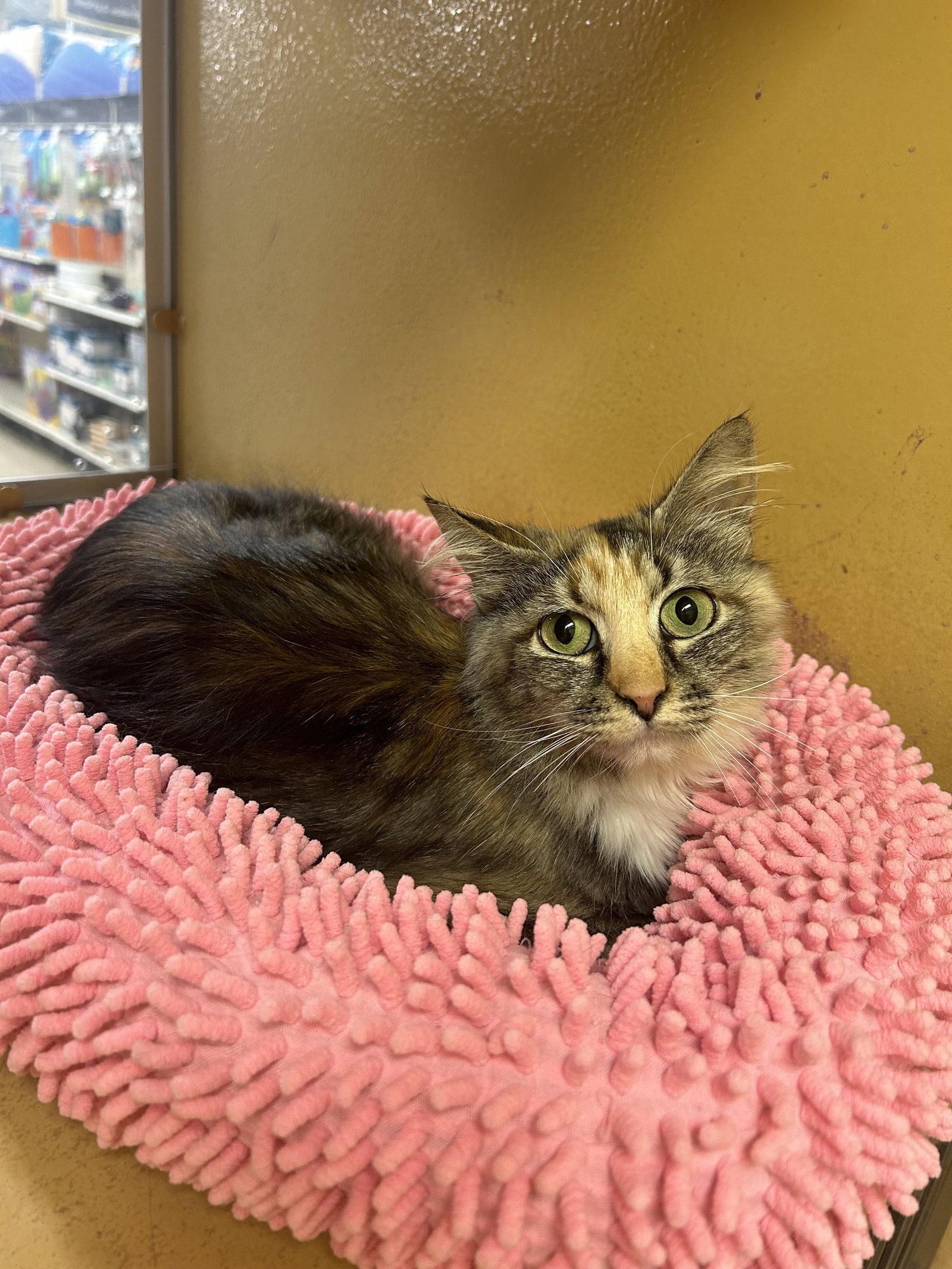 Cats for Adoption in Wilmington, Delaware Alpha Paw