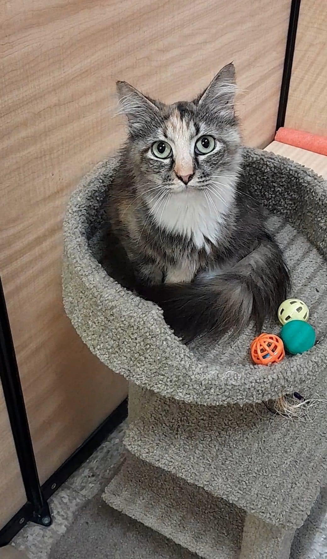 Cats for Adoption in Wilmington, Delaware Alpha Paw