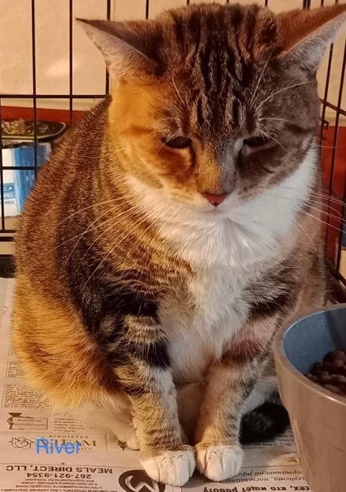adoptable Cat in Morrisville, PA named River