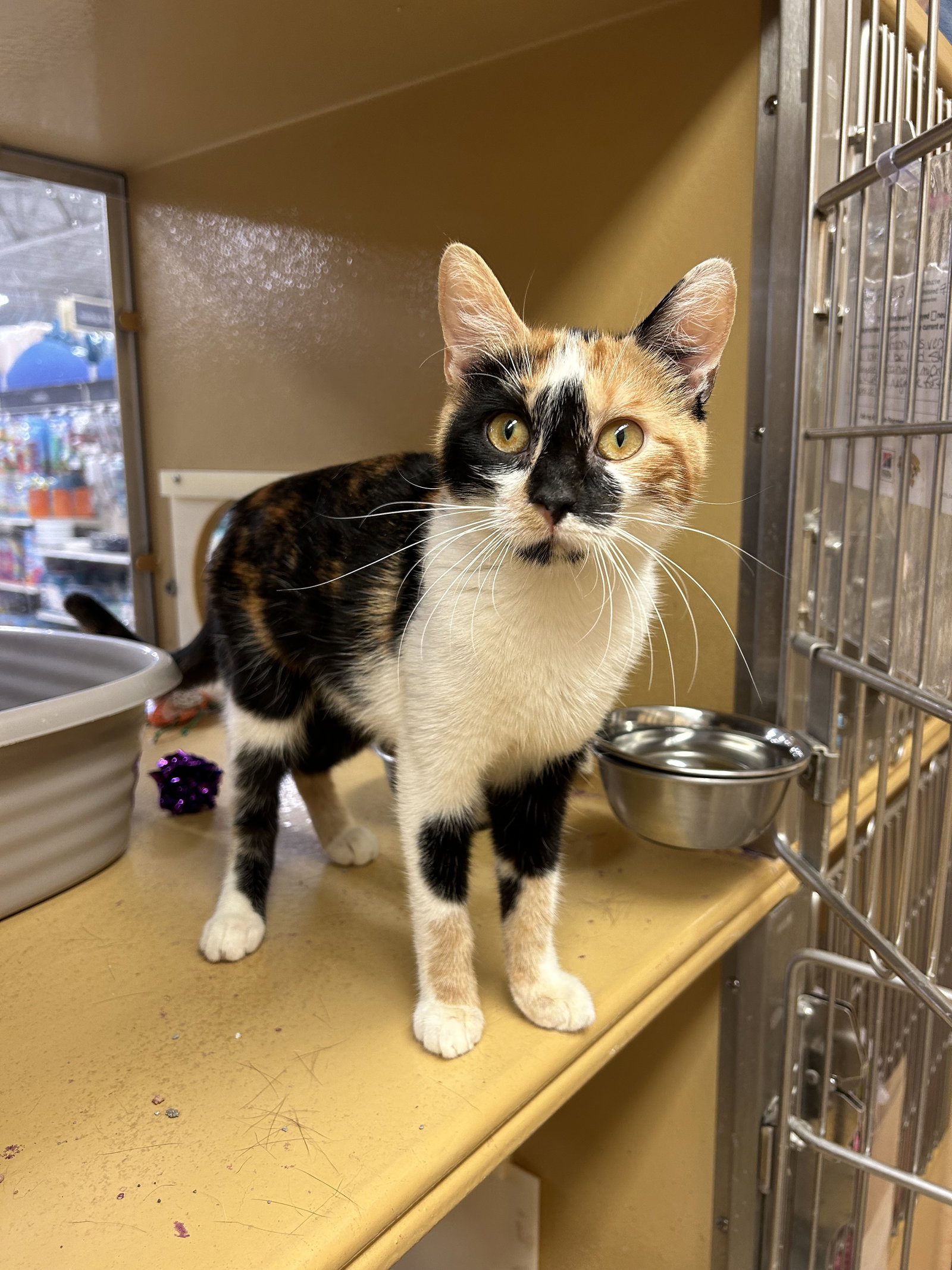 Cats for Adoption in Wilmington, Delaware Alpha Paw