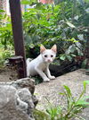 Snoopy