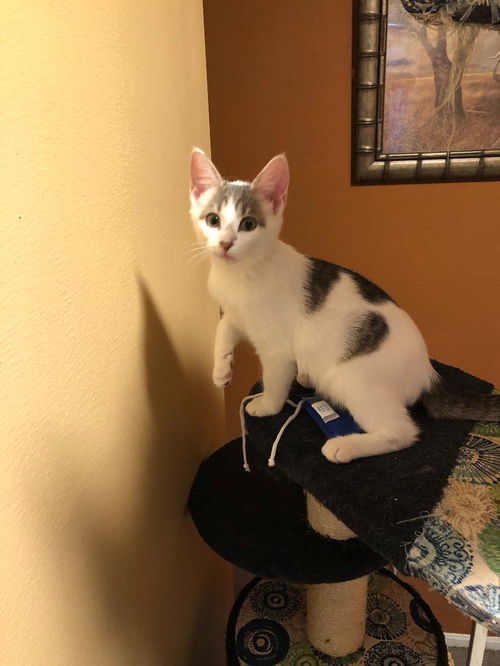 Archie