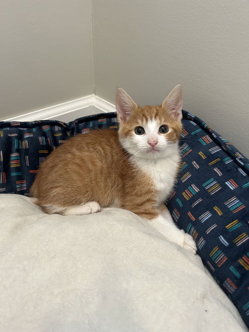 Gingersnap