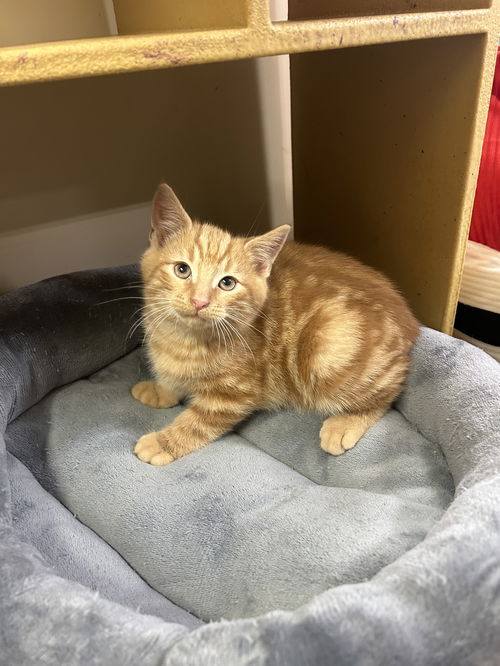 Simba
