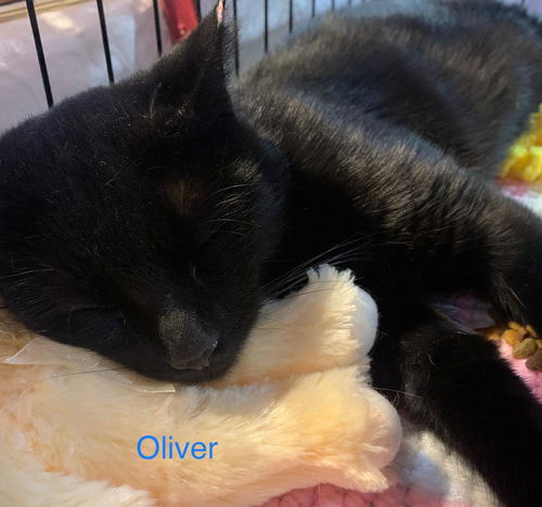 Oliver