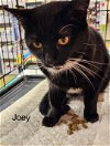 adoptable Cat in  named Joey