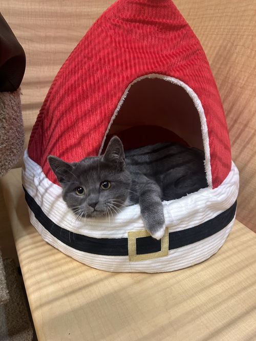 Smokie