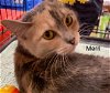 adoptable Cat in morrisville, IL named Merri