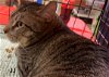 adoptable Cat in morrisville, PA named JJ
