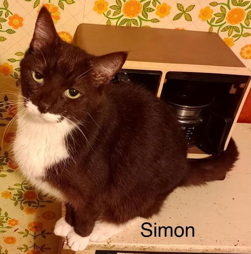 Simon