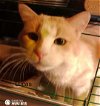 adoptable Cat in  named Lucas- Feline Leukemia
