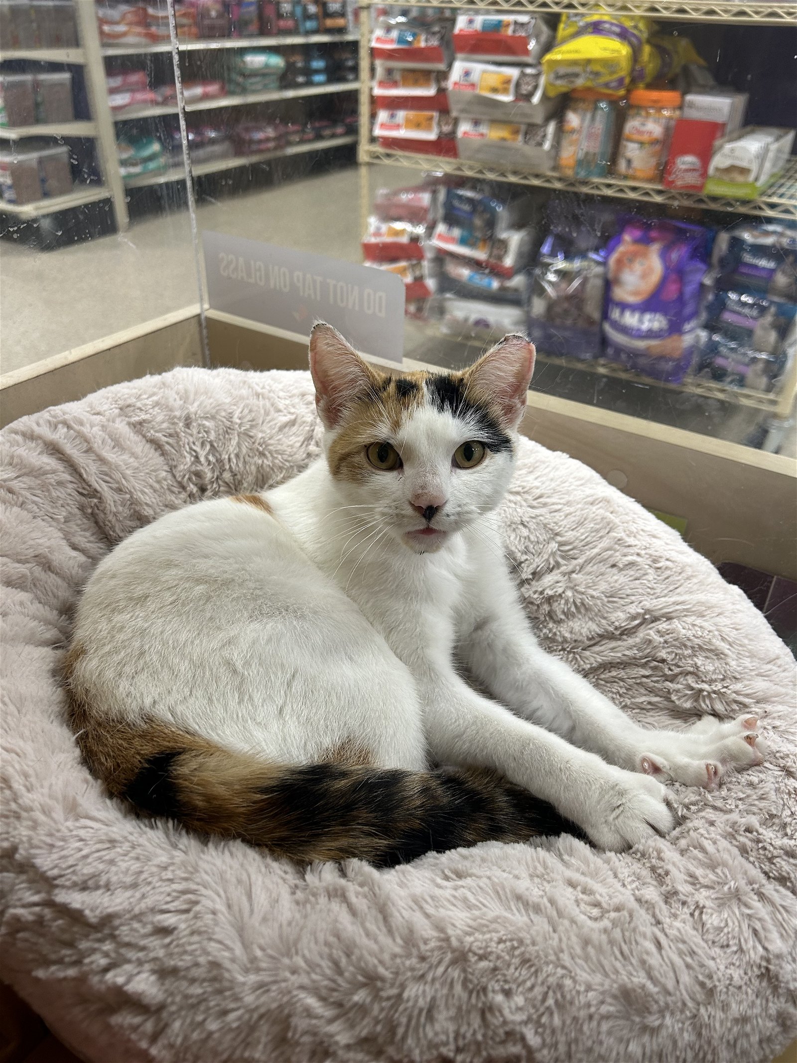 adoptable Cat in Newtown, PA named Patches