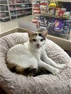 adoptable Cat in  named Patches