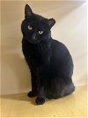 adoptable Cat in , PA named Inky