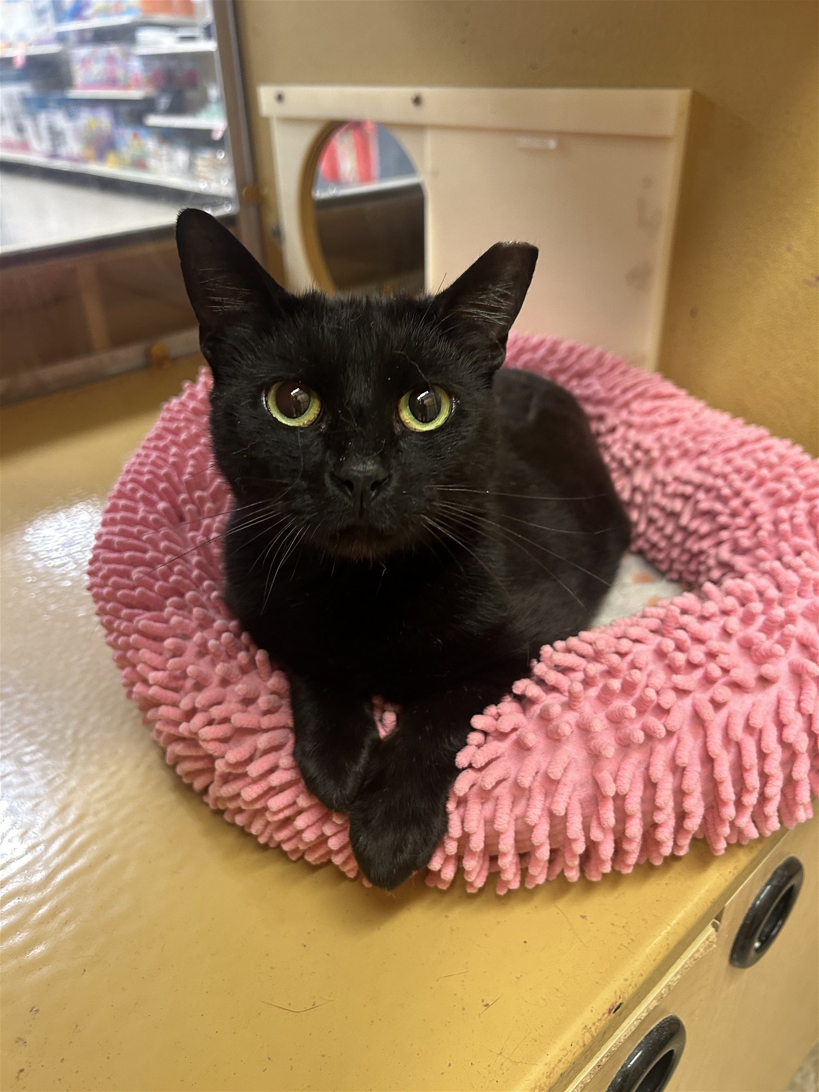 adoptable Cat in Newtown, PA named Cammie