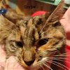adoptable Cat in , PA named Embie