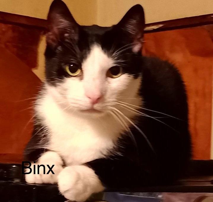 adoptable Cat in Morrisville, PA named Binx