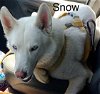 adoptable Dog in morrisville, IL named Snow