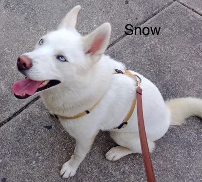 Snow