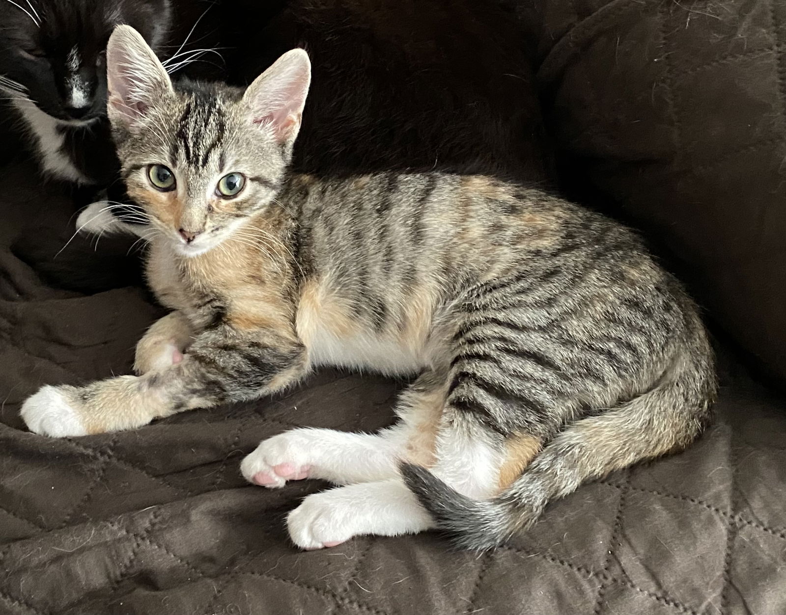 adoptable Cat in Morrisville, PA named Ruby