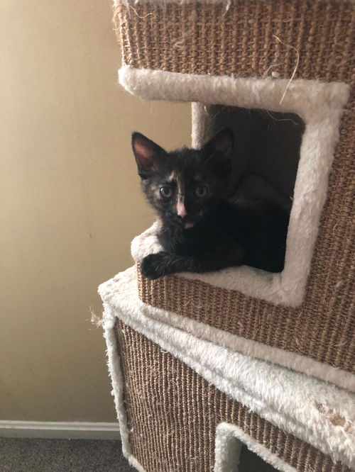 Cinnamon