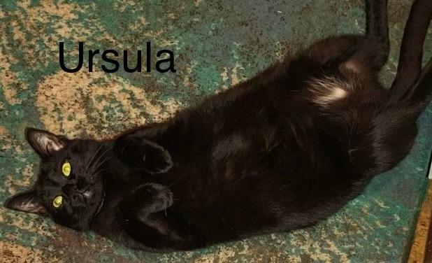 adoptable Cat in Morrisville, PA named Ursula