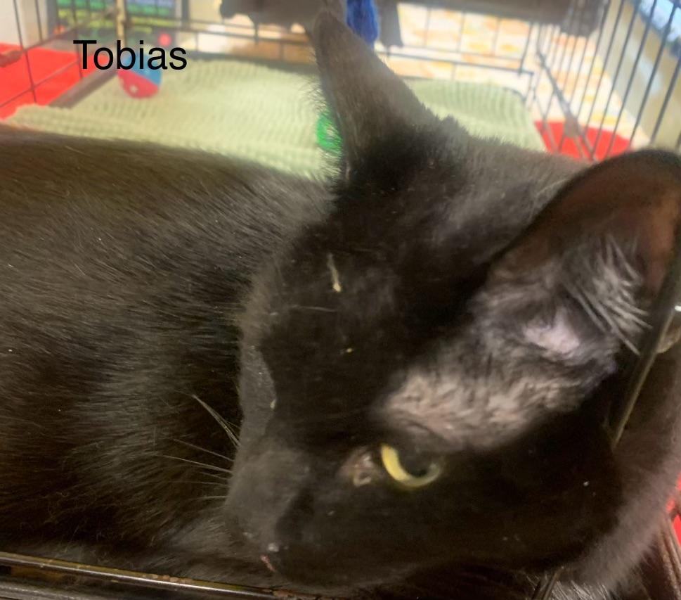 adoptable Cat in Morrisville, PA named Tobias