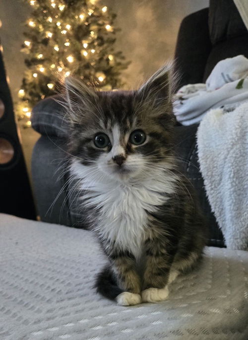 Lyra