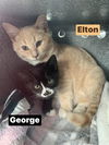 George