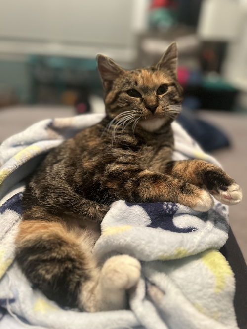 Cleo