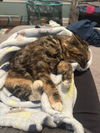 Cleo