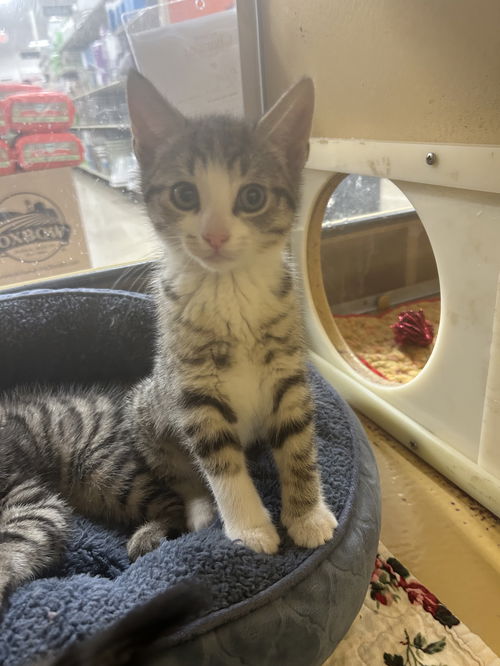 picture of the cat needing adoption
